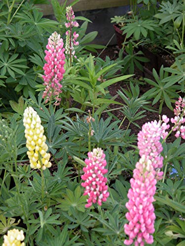 Russell Hybrids Lupine