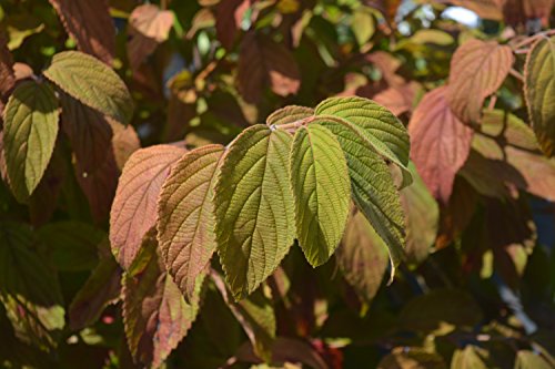 Mariesii Viburnum