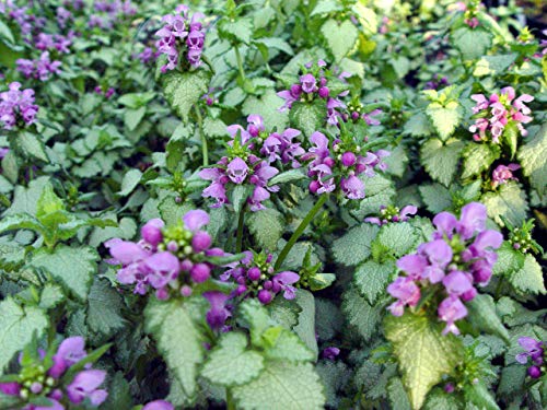 Orchid Frost Lamium