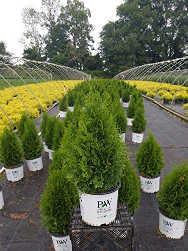 North Pole® Arborvitae