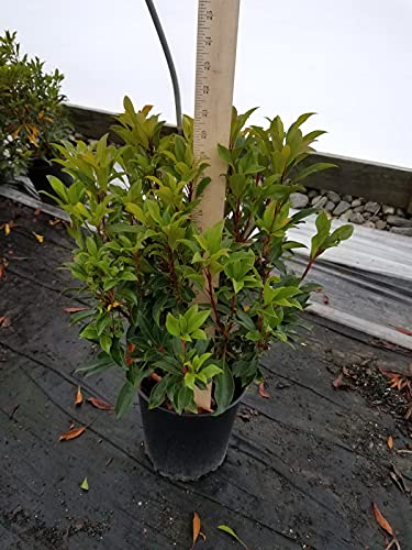 Nipmuck Mountain Laurel