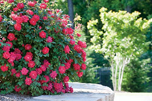 Double Knock Out® Rose