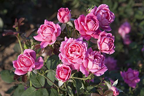 Double Pink Knock Out® Rose