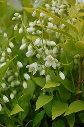 Chardonnay Pearls® Deutzia