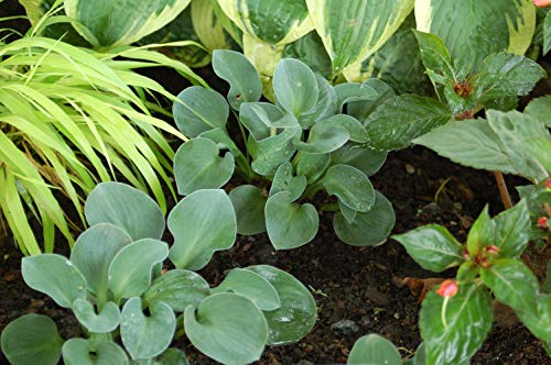 Blue Mouse Ears Hosta