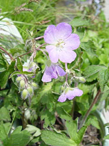 Wild Geranium