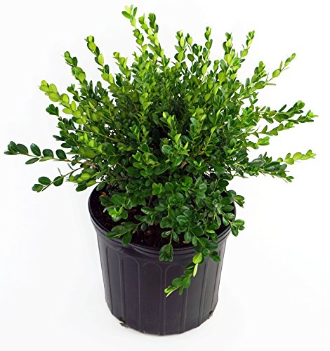 Winter Gem Boxwood