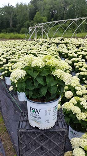 Invincibelle Limetta® Smooth hydrangea