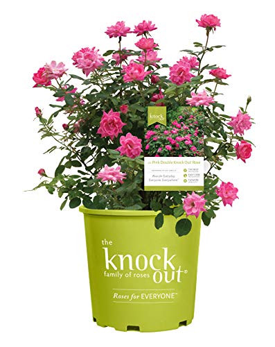 Double Pink Knock Out® Rose