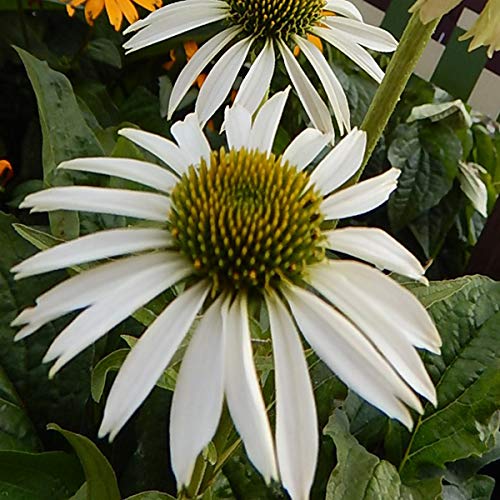 White Swan Coneflower