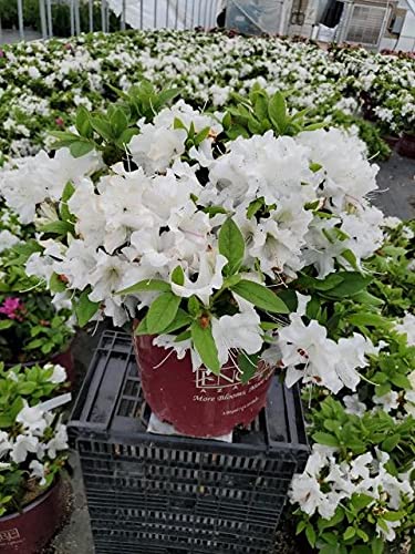 Encore® Autumn Lily® Reblooming Azalea