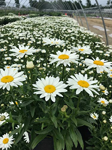 Snowcap Shasta Daisy