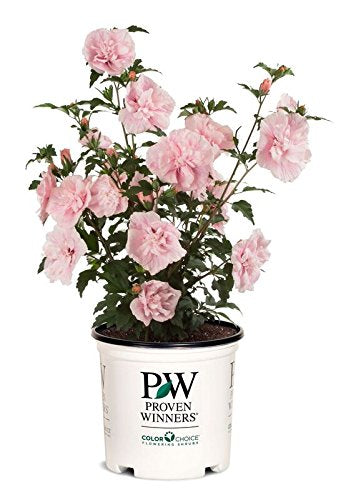 Pink Chiffon® Rose of Sharon