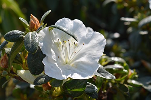 Girards Pleasant White Azalea