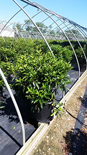 Carousel Mountain Laurel