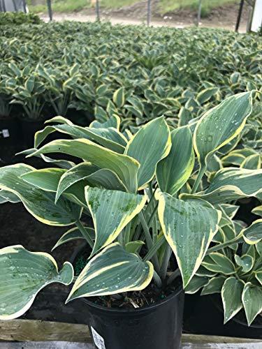 First Frost Hosta