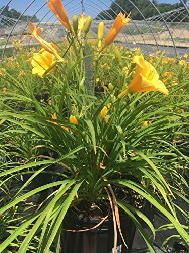 Stella d'Oro Daylily