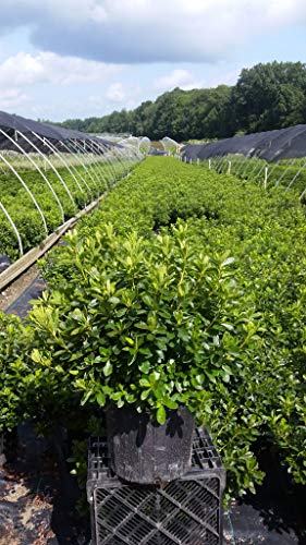 Delaware Valley White Azalea