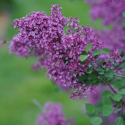 Bloomerang® Dark Purple Lilac