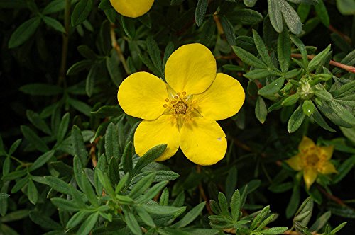 Goldfinger Shrubby Cinquefoil