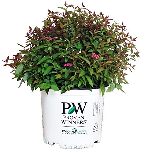 Double Play® Red Spirea