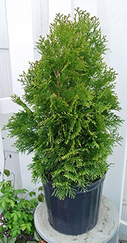 Emerald Green Arborvitae