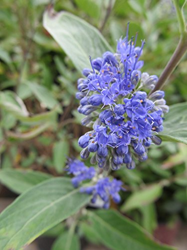 Dark Knight Blue Mist Shrub