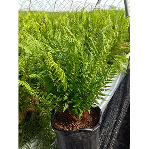 Lady in Red Lady Fern