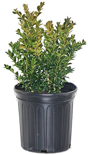 Green Velvet Boxwood