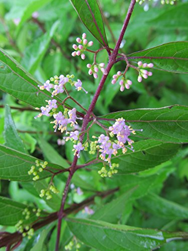 Early Amethyst Beautyberry