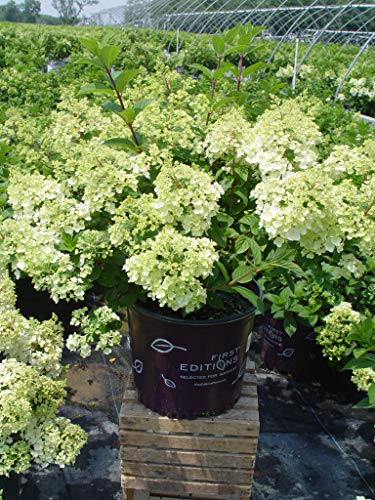 Strawberrry Sundae® Hydrangea