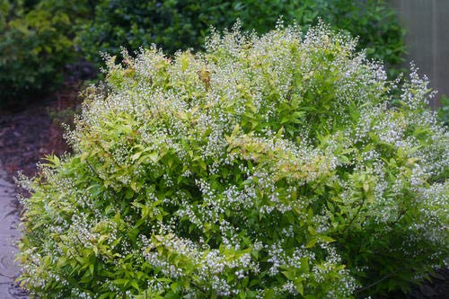 Chardonnay Pearls® Deutzia