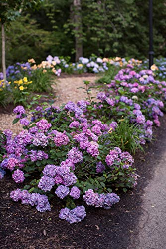 Endless Summer® Bloomstruck® Hydrangea