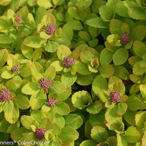 Glow Girl® Birchleaf Spirea