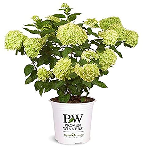 Little Lime® Panicle Hydrangea