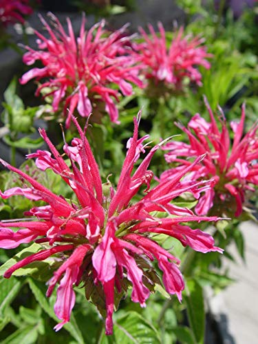 Raspberry Wine Beebalm