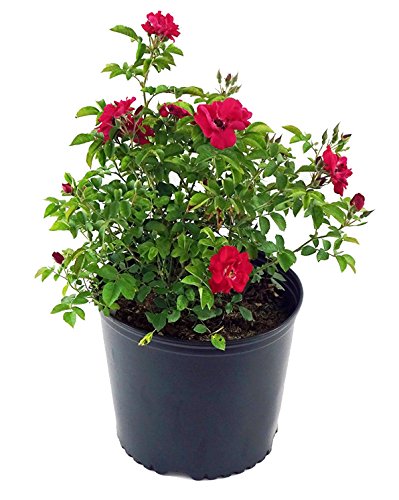 Blaze Climbing Rose – Healthy Harvesters