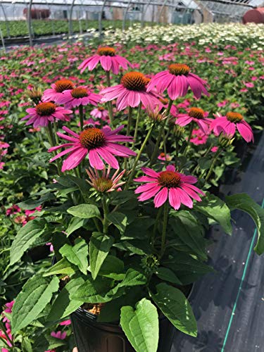 Pow Wow® Wildberry Coneflower