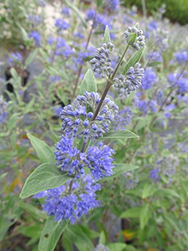 Dark Knight Blue Mist Shrub