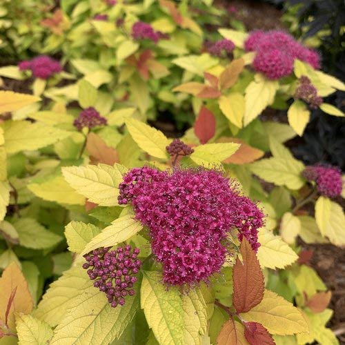 Double Play® Candy Corn™ Spirea