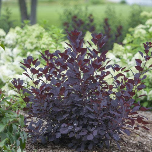 Winecraft Black® Smokebush