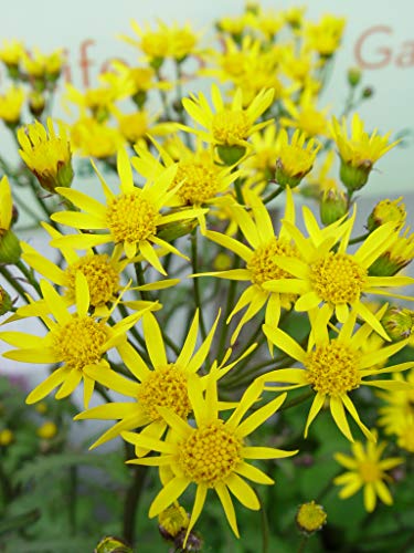 Golden Ragwort