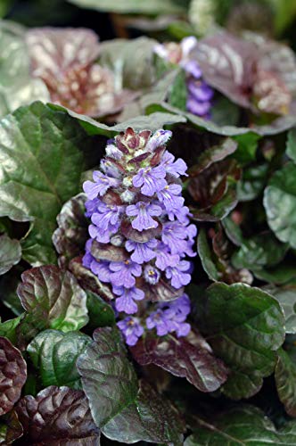 Black Scallop Bugle Weed