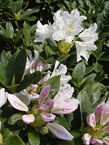 Cunningham White Rhododendron