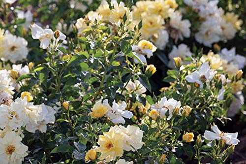 Lemon Drift® rose