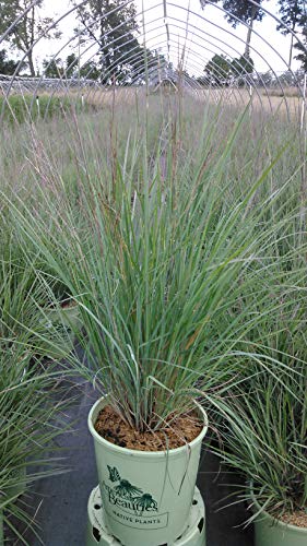 Little Bluestem