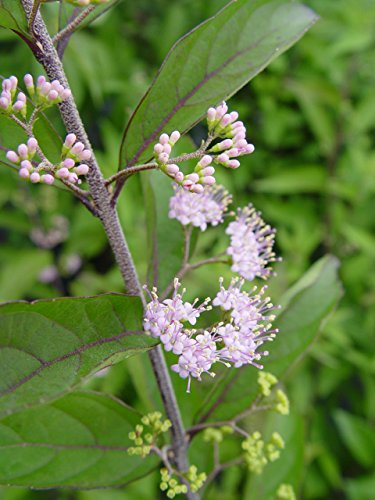 Early Amethyst Beautyberry