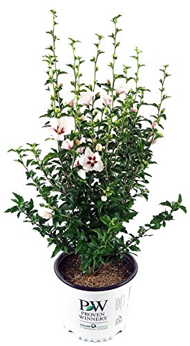 Lil' Kim® Rose of Sharon