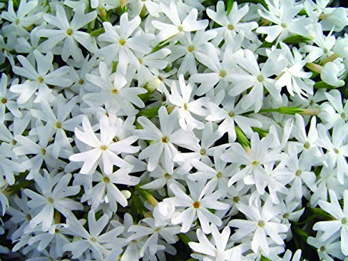 Snowflakes Moss Phlox