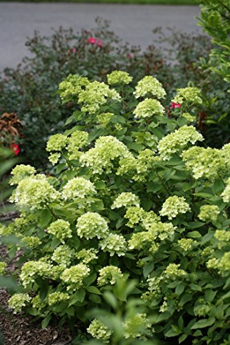 Little Lime® Panicle Hydrangea